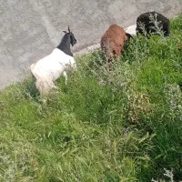 2عدد بز ماده یک نر 1 گوسفند نرویگ ماده