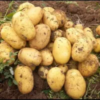 سیب بلژیکی درجه یک