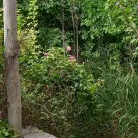 فروش باغ تهاتر با واحد و خودرو|فروش زمین و ملک کلنگی|رباطکریم, منجیل آباد|دیوار