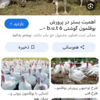 بوقلمون زنده