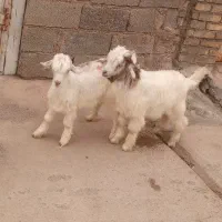 دو بیگ نر و ماده علف خور نژاد دوقلورا سالم سالم