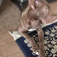 پیت بول ماده|سگ|شاهین‌شهر, شهرک گلدیس|دیوار