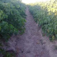 خونه-باغ-زمین-مسکونی-تجاری-6ماهه