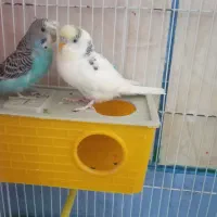 یک جفت مرغ عشق با قفس خیلی خیلی بزرگ