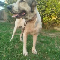 ماده ایلتای واگزار میشود فی ۳نیم