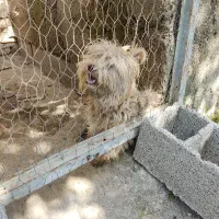 سگ ماده
