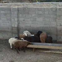 ۶ راس نر بره|حیوانات مزرعه|خان ببین, |دیوار