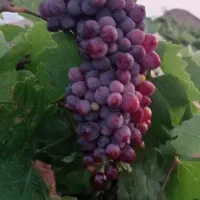 انگور سرخک