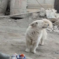 سگ خانگی|سگ|نسیم‌شهر, |دیوار