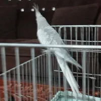 عروس هلندی ایزابلا