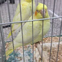 یک جفت عروس هلندی جوان و زیبا