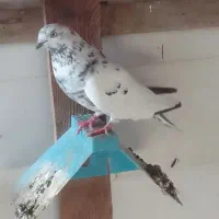 کبوتر|پرنده|خرمشهر, |دیوار