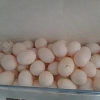 تخم کبوتر تازه