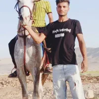 کشش اسب نریان عرب خالص|اسب و تجهیزات اسب‌سواری|خرامه, |دیوار