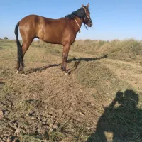 کره اسب یورقه پر را