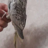 عروس هلندی|پرنده|زنجان, |دیوار