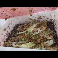 حلزون اچاتینا البینو|خزنده|شیراز, شهرک ترکان|دیوار