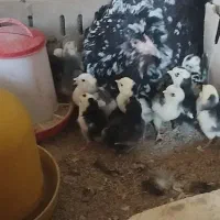 تخم‌نتفه دار مرغ خروس گلین