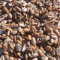 کپک خرما خشک