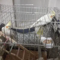 عروس هلندی سه عدد نر ویک ماده|پرنده|ری, حمزه‌آباد|دیوار