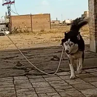 هاسکی گمشده|سگ|سبزوار, توحیدشهر|دیوار