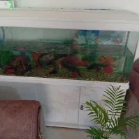 آکواریوم|ماهی|کازرون, |دیوار