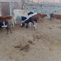 ۱۴ راس گوساله  گاو|حیوانات مزرعه|ابرکوه, |دیوار