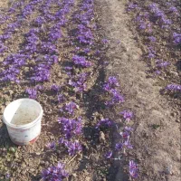 بازدید و مشاوره مزرعه زعفران