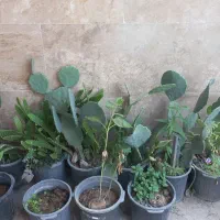 مخصوص پرورش دهندگان کاکتوس|گل و گیاه طبیعی|کرج, فاز ۴ مهرشهر|دیوار