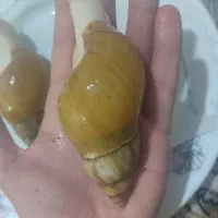 جوجه حلزون|خزنده|نظرآباد, رسالت|دیوار