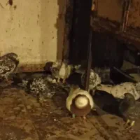 کبوتر دورگ زاجل باخت دادم