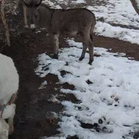 کوره خر فروشی