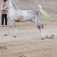 اسب|اسب و تجهیزات اسب‌سواری|کرمانشاه, |دیوار