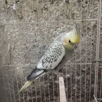 عروس هلندی معاوضه با کفتر|پرنده|تربت جام, پاسداران|دیوار