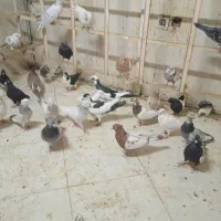 کفتر برای نو بازی|پرنده|مشهد, یوسفیه (شهرک غرب)|دیوار