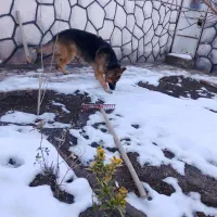 سگ ژرمن شپرد