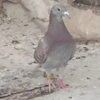 ماده بورمگس پلاکی ریش سیاه نر سبز ابلغ مسافتی