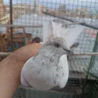 کبوتر غریبگیری ۵ تاس