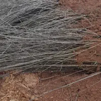 قلمه کبوده شیرازی یکساله