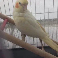 عروس لوتینو ماده