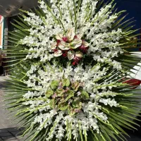 تاج گل های مناسبتی (ترحیم و ..)|خدمات پذیرایی، مراسم|ابهر, |دیوار