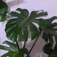 گل مونسترا گلدان خاک