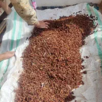 گلابی درگزی درجه یک کشمش عسکری درجه یک
