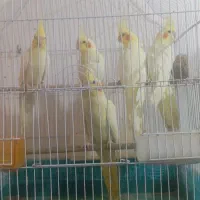 عروس هلندی