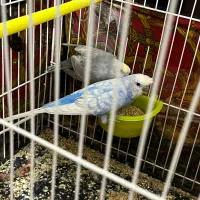 مرغ عشق|پرنده|تربت جام, فاز ۲ فرهنگیان|دیوار