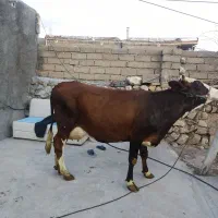 گاو وگوساله