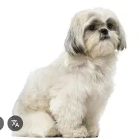 مدل آرایش حیوانات خانگی