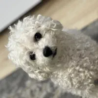 پودل اصیل نر سایز بسیار ریز فقط جهت جفتگیری