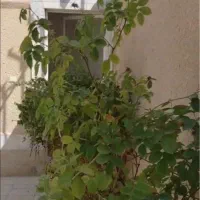 رهن کامل ویلایی حاشیه عطار