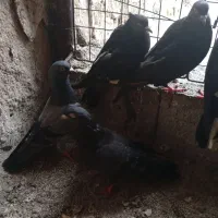 کبوتر|پرنده|خورموج, |دیوار